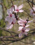 prunus-cerasifera