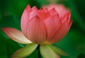lotus roz